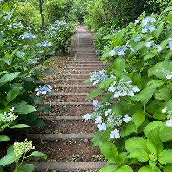 こんな感じの道…通るの楽しい♬.*ﾟ