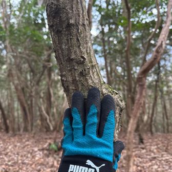 とりあえず、木にタッチ。
