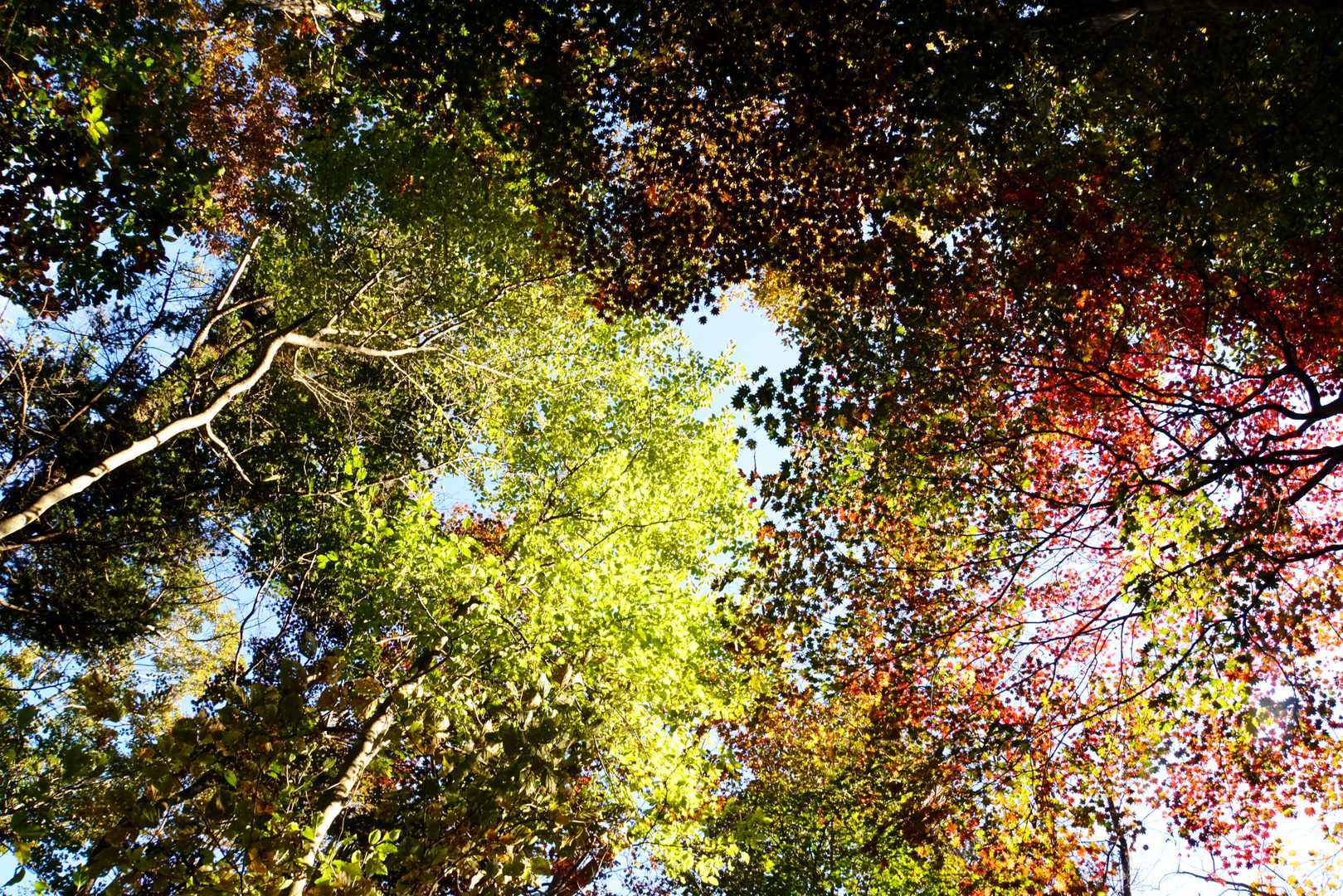 西風蕃山から先は、紅葉にはまだ早いようでした。