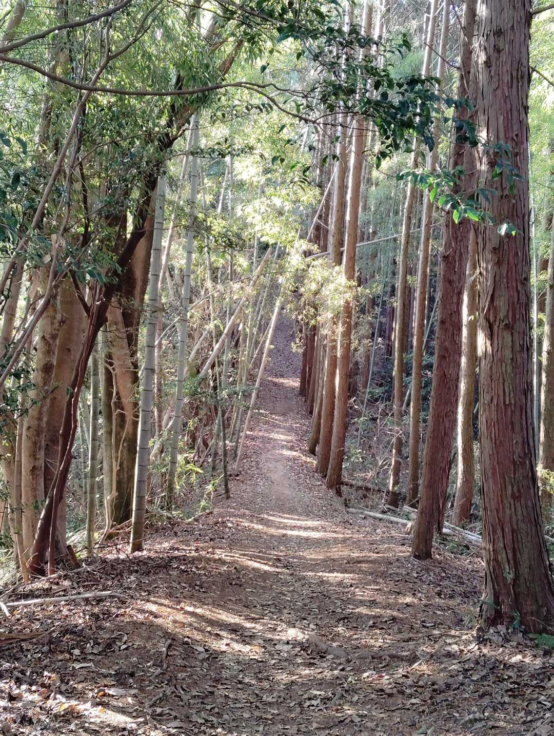 大好きなトレイル