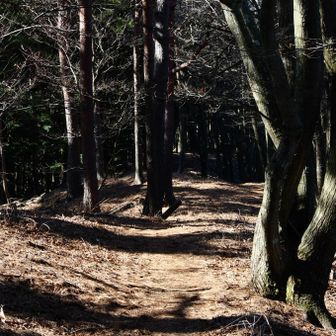 ところどころ平たんな山道があって体力を回復できます。