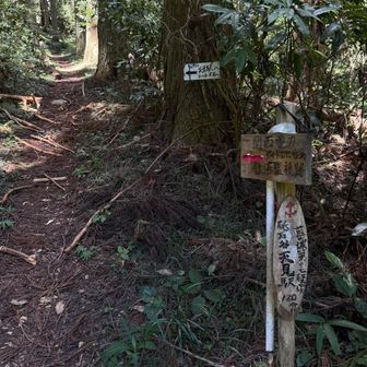 此処から登れば良かったのね