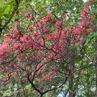 ツツジ🌺