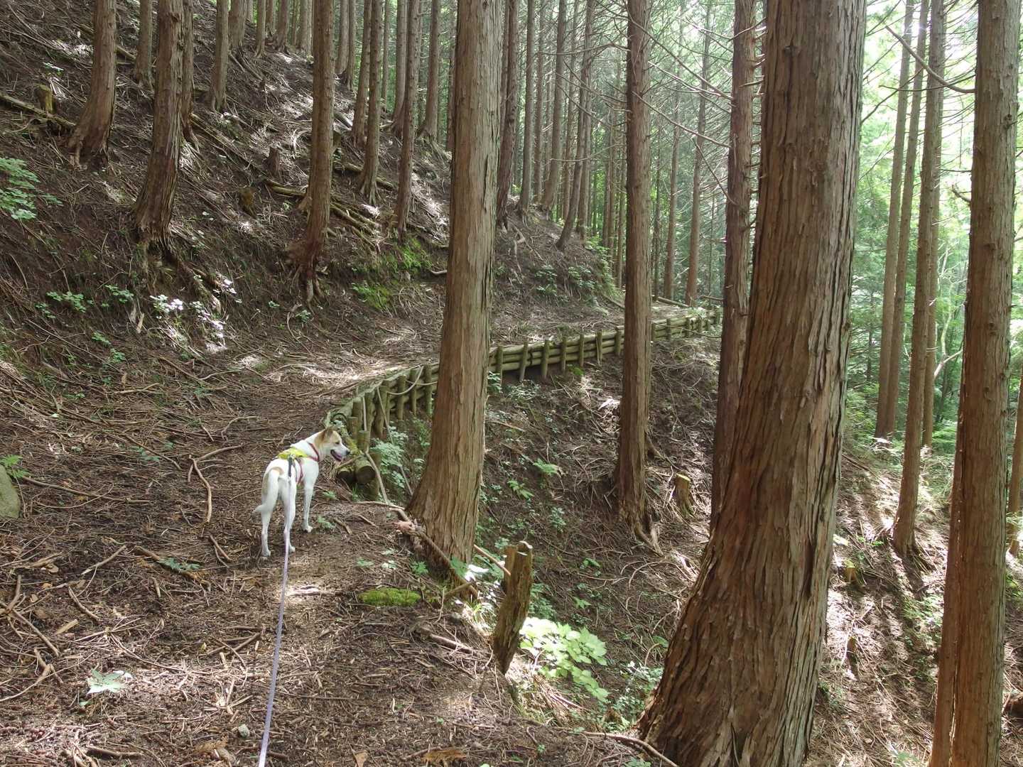 登山口の雰囲気と違って、歩きやすい登山道