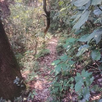 白石稲荷に向かう道。

ウッソウとして、ヤブっぽい箇所もあり。

あまり、ここ歩く人いないのかな？。