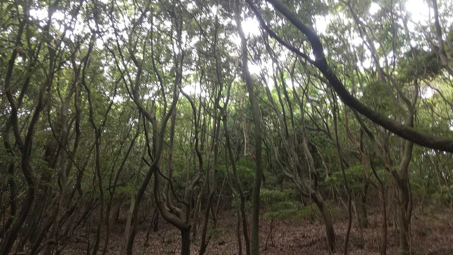 関の山登山口-関の山 往復コースの写真