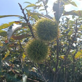 栗
