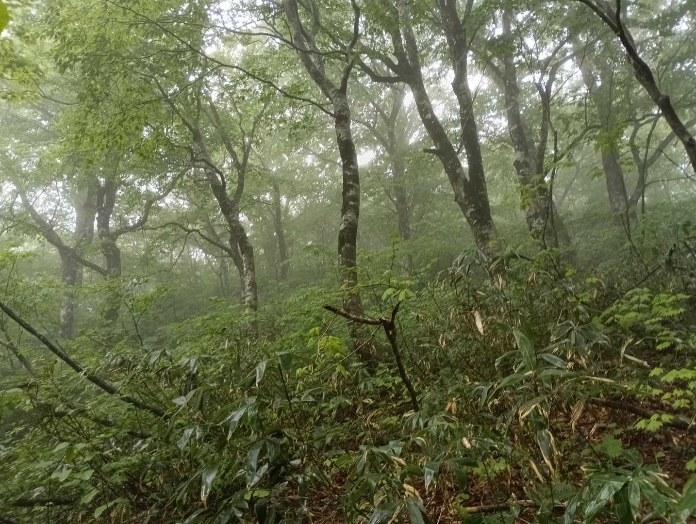 これはこれでステキだと思います