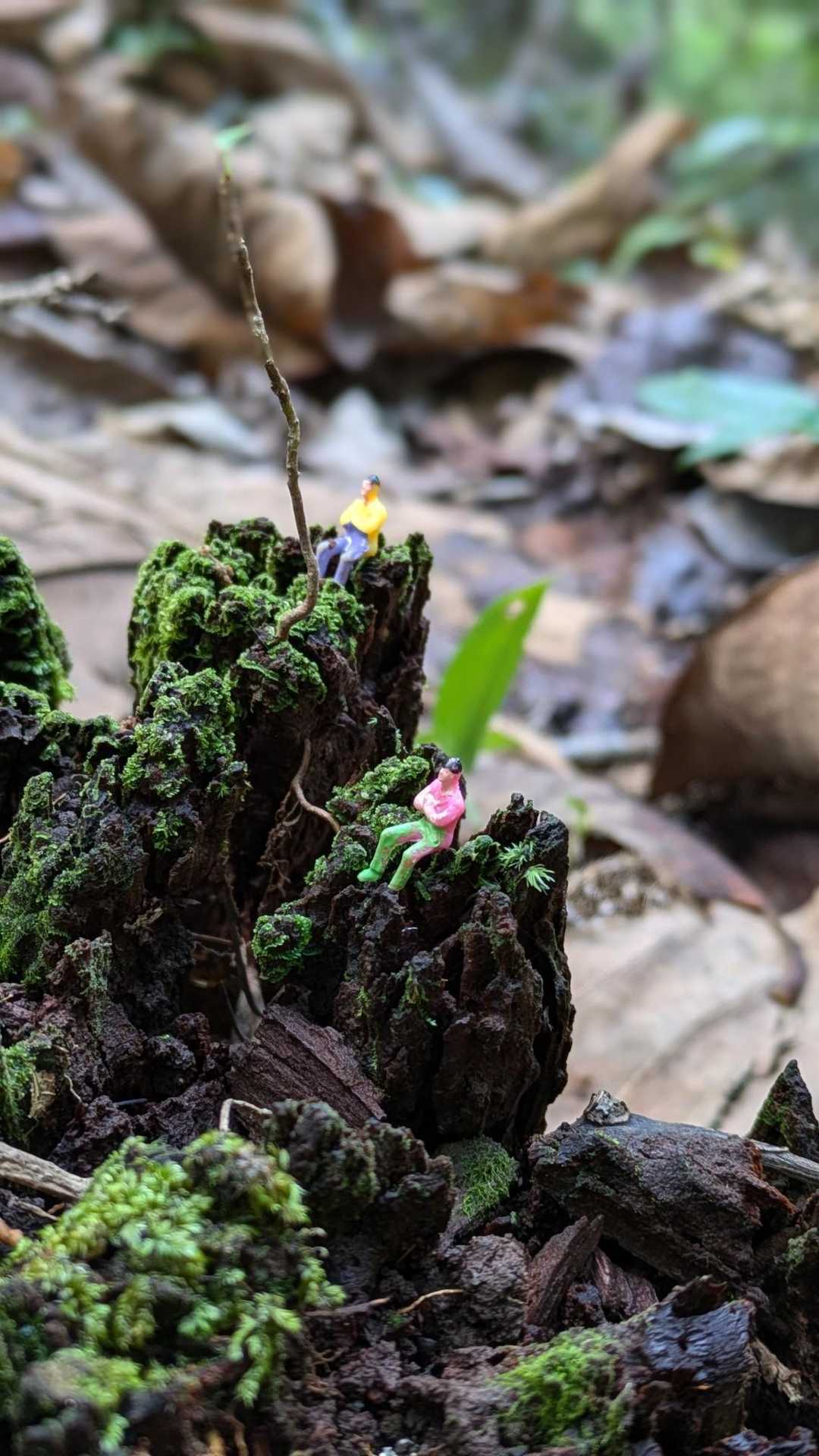 一乗城山登り口-一乗城山 周回コースの写真