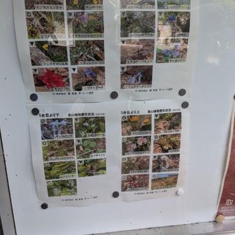 今、見ることの出来る花だそうです。