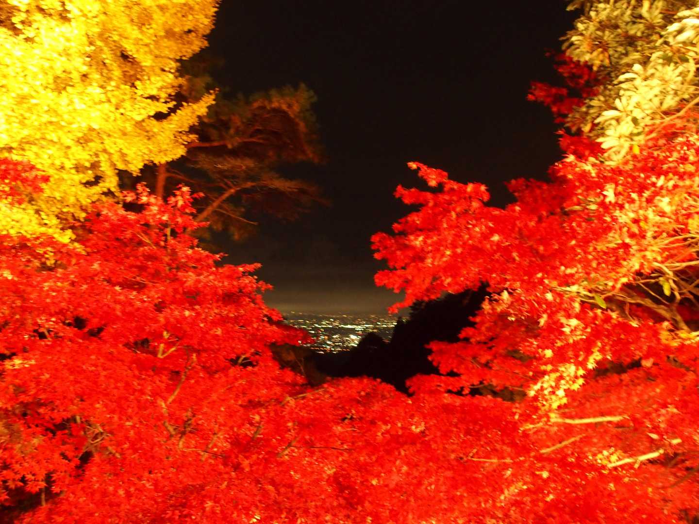 見事な紅葉LightUp。言葉は要らないので暫くコメントは無しで…