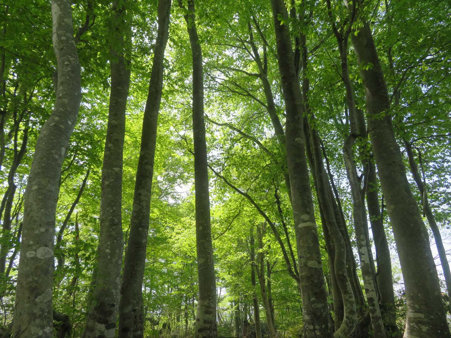 ｵﾝｿﾘ山頂上のブナ林は今日もキラキラ✨