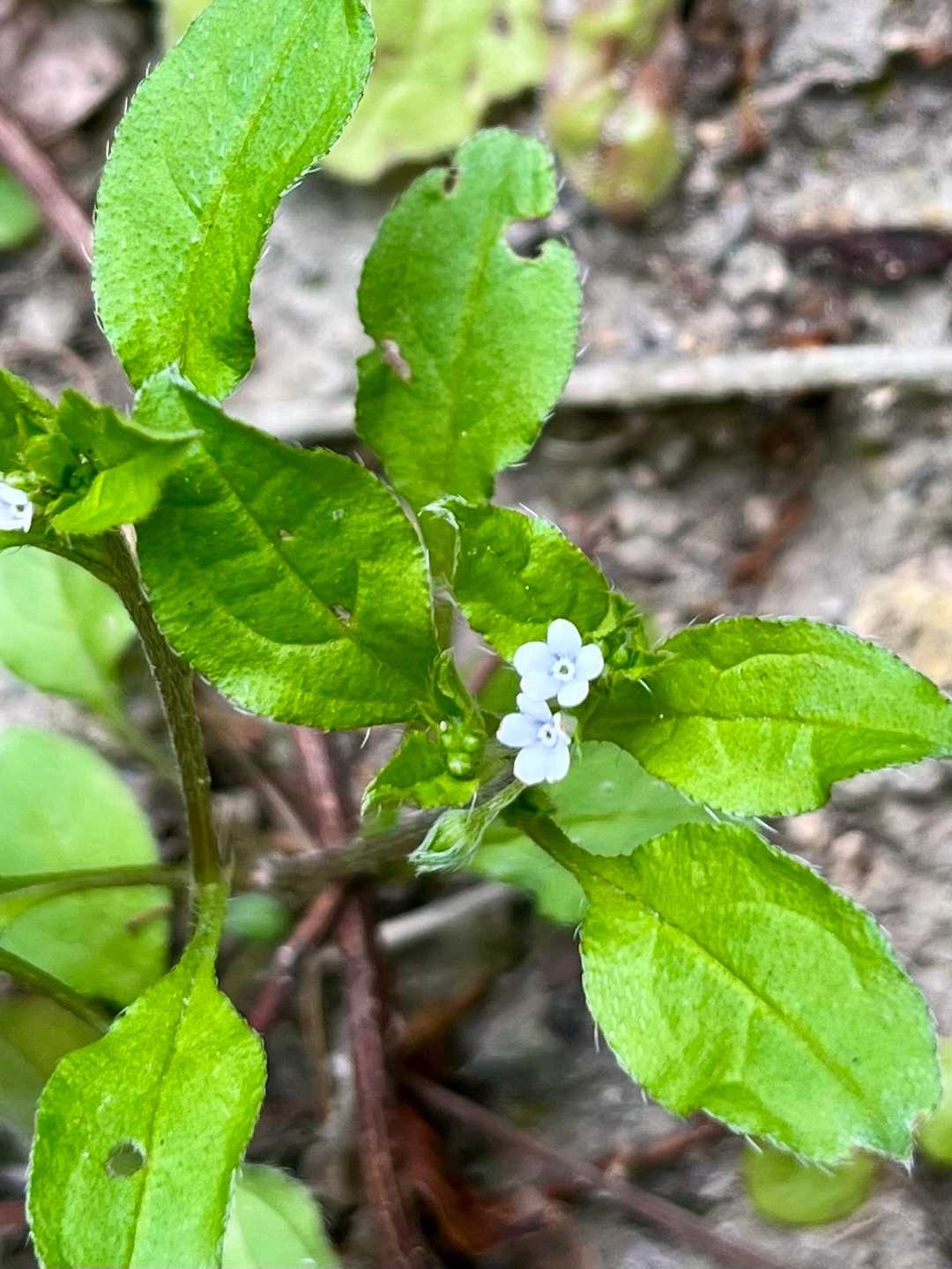ハナイバナ？