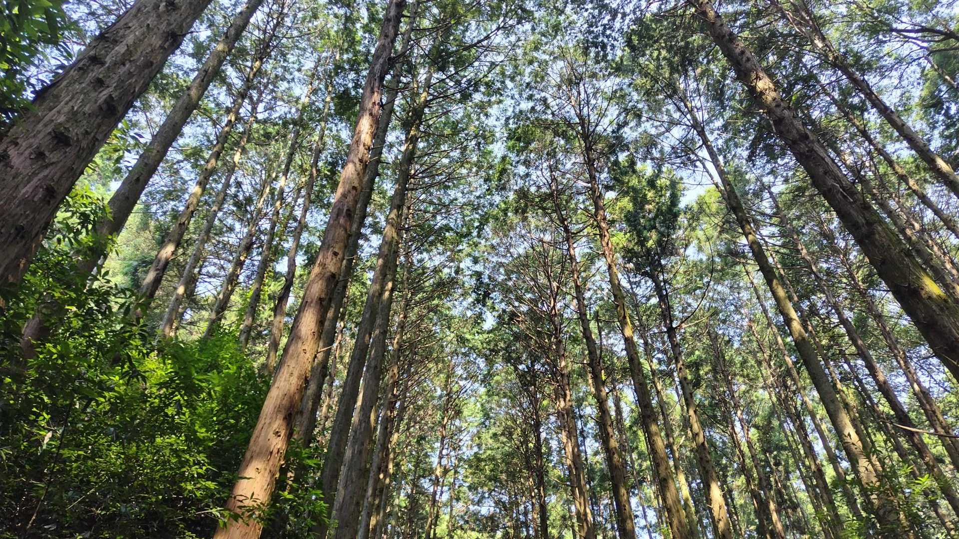 優しい光✨️✨️

ﾃﾞｽｶﾞ…
湿度高めで汗が…流れﾏｽ💦