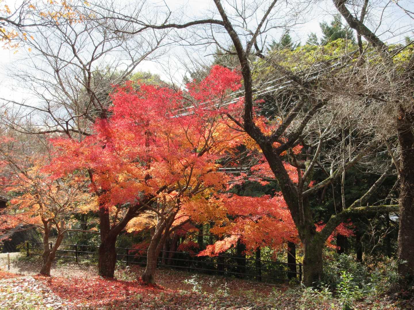 丹羽長秀陣跡-織田信長陣跡-虎御前山  往復コースの写真