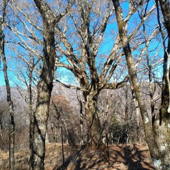 さあ、そろそろ巨樹も増えてきたのでブナ活を始めよう！
ここまでの意外なタフ山行で足が攣りぎみだったのでいちいち休憩になるブナ活は脚休めにちょうどよい🤣
ここから歩行ペースもメチャ遅くなるよ😉