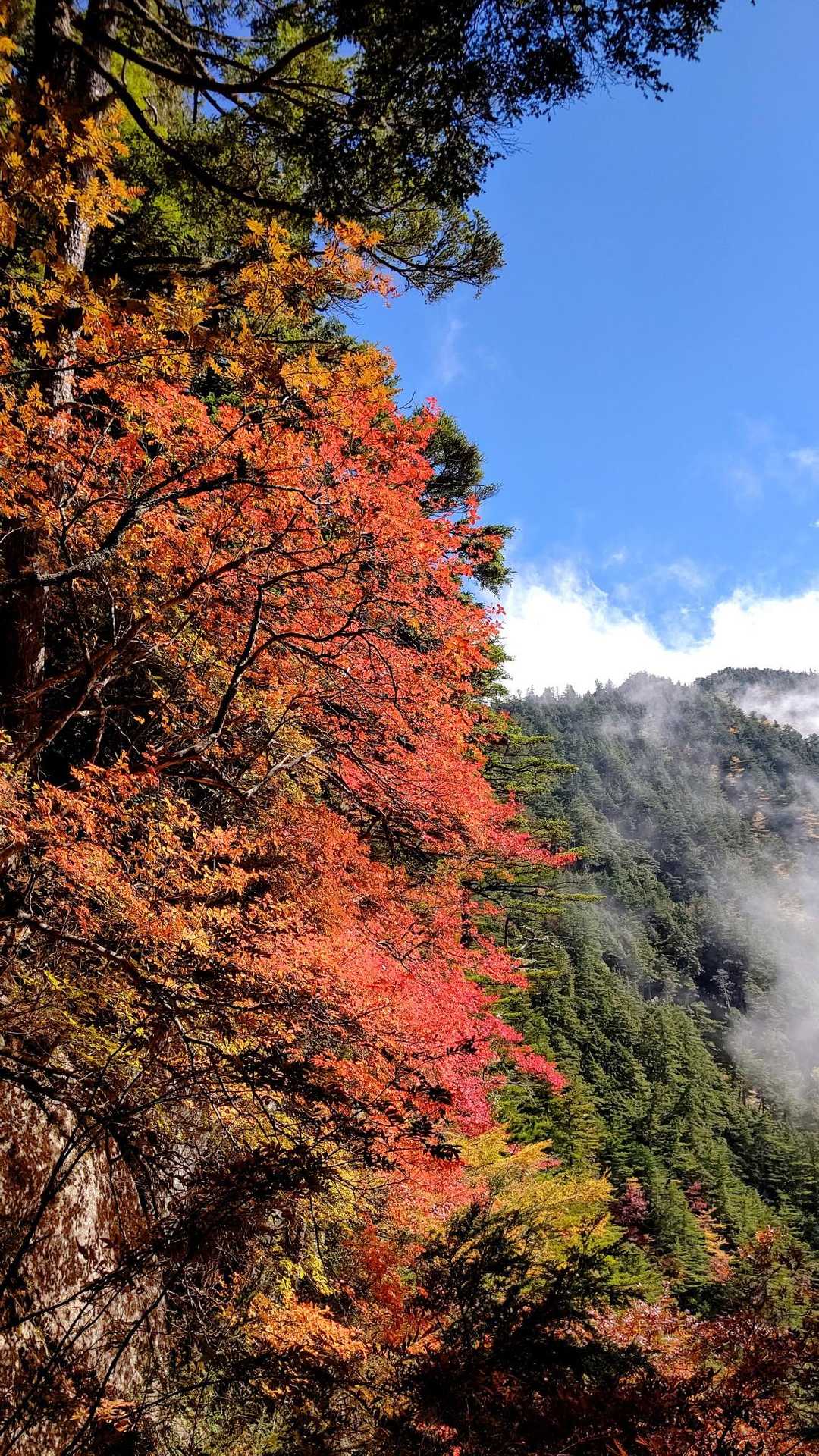 有明山山頂付近が見えてきたよ。✨
険しい登山道から見る紅葉🍁と青空がまた綺麗だね。✨😄