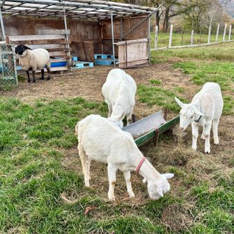 あぁ！奥にメリノウールの故郷が！
いつもお世話になってます🐑