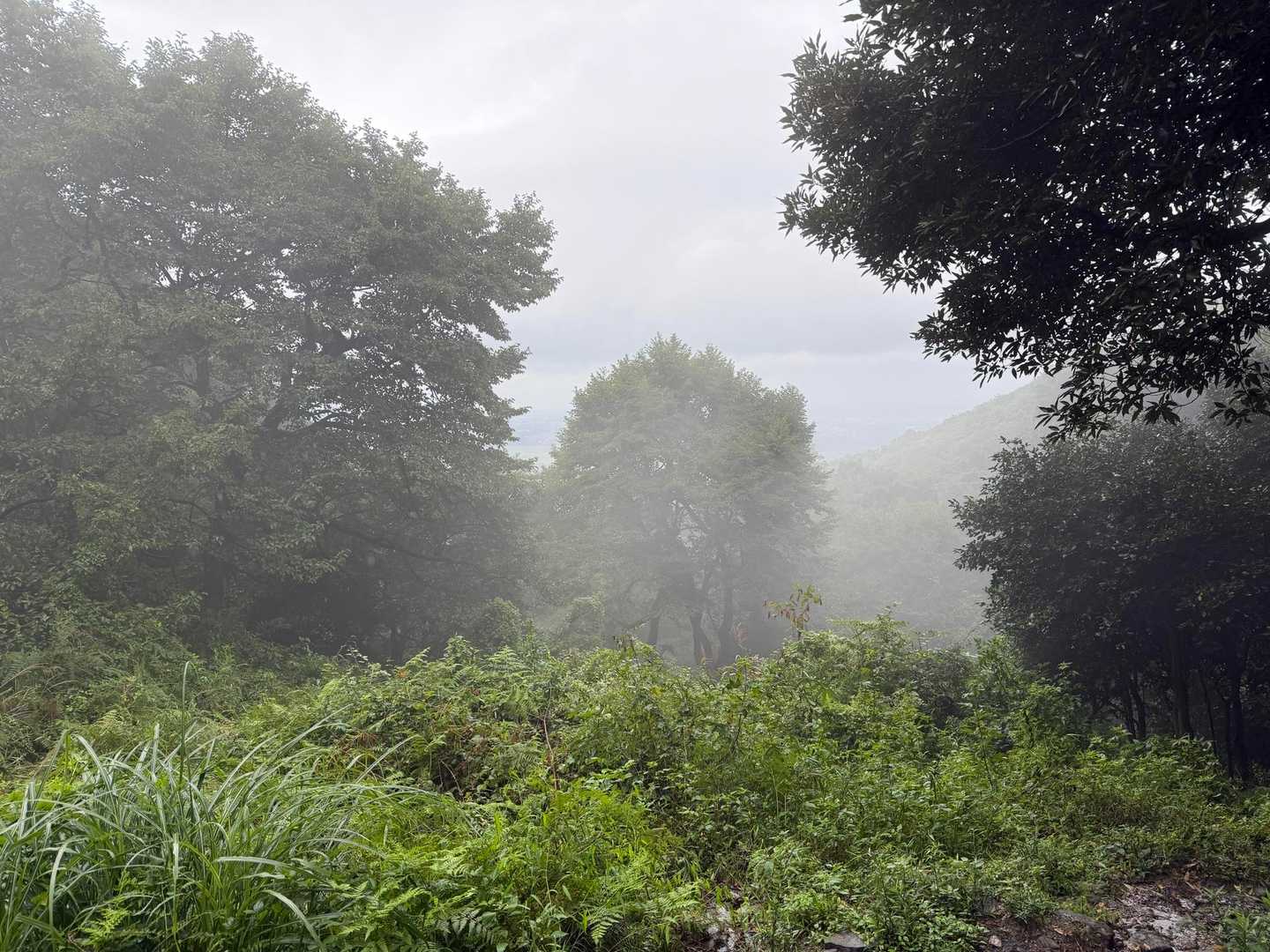 この辺りから霧深くなってきた🌲