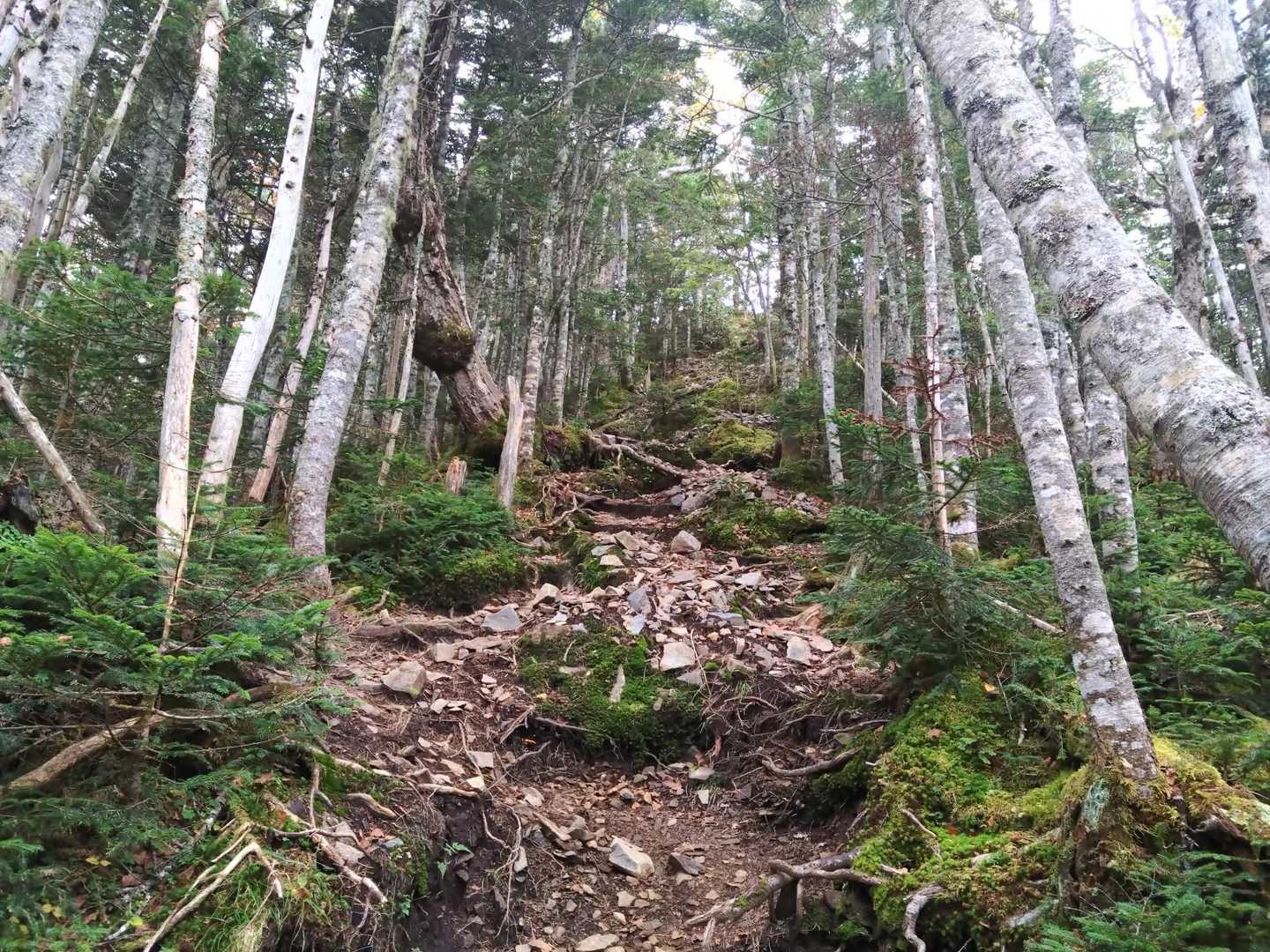 甲武信ヶ岳-三宝山-武信白岩山-大山-十文字峠 縦走コースの写真