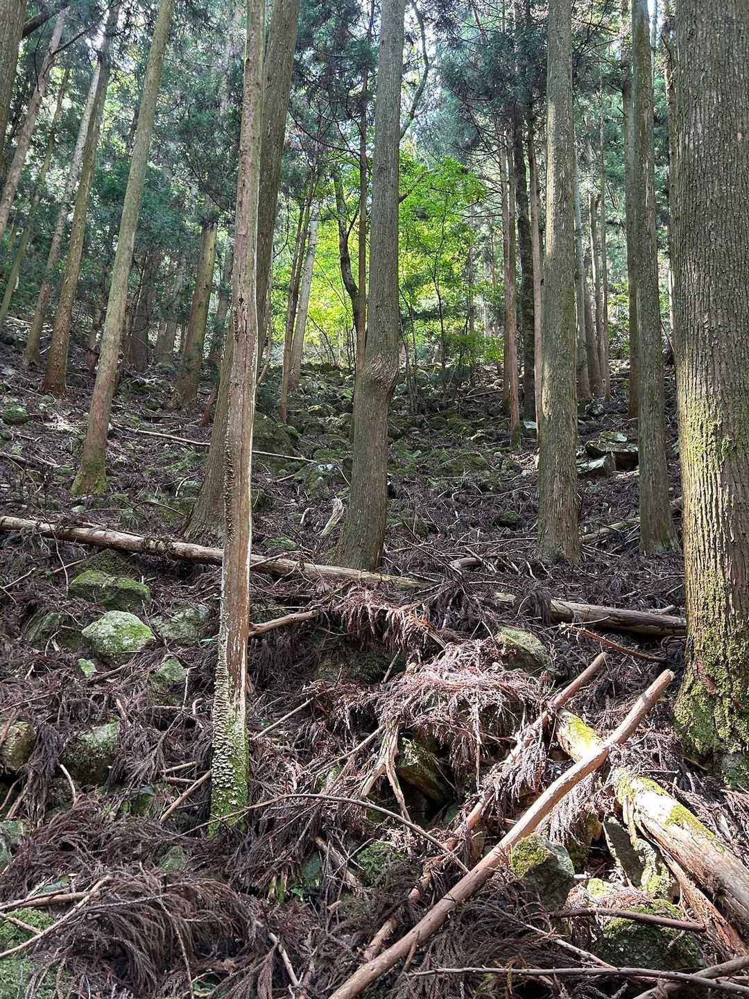 カナディアン大磯登山口-大船山 往復コースの写真