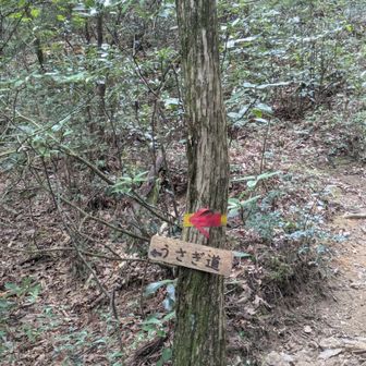初㊗️うさぎ道。正面登山道の階段祭りよりこちらの方が歩きやすいのでは！？甘い期待…🐢