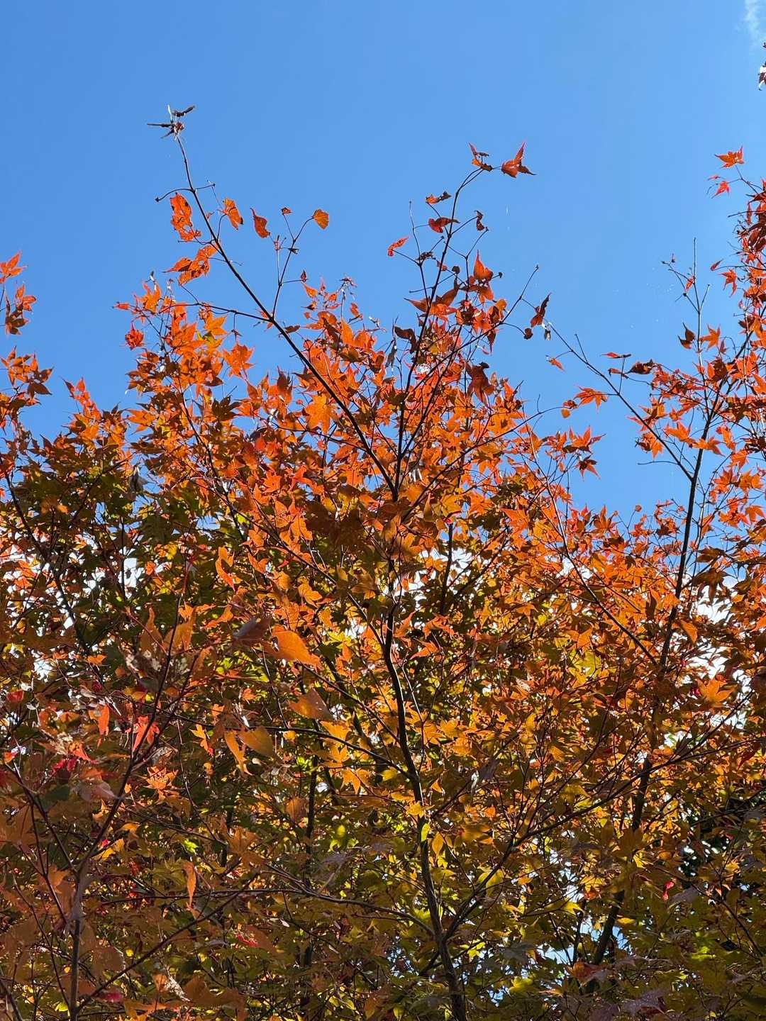 紅葉も綺麗に映える🍁