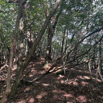ここが山頂