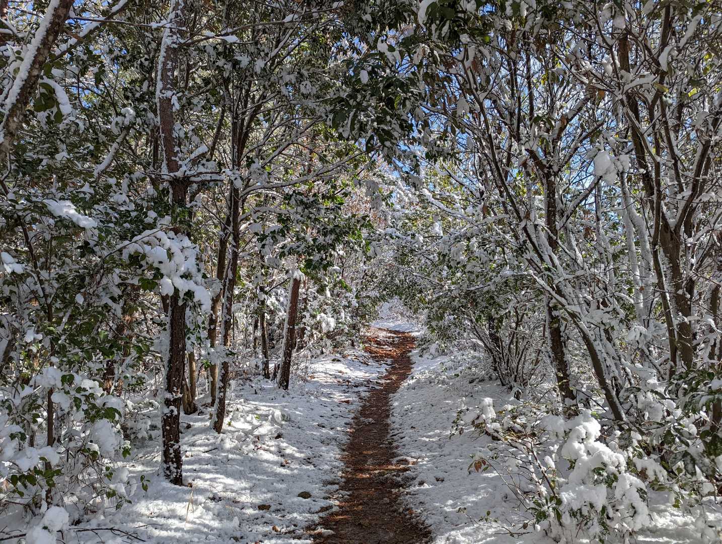 雪ルートになってきた😆
良い感じ😆