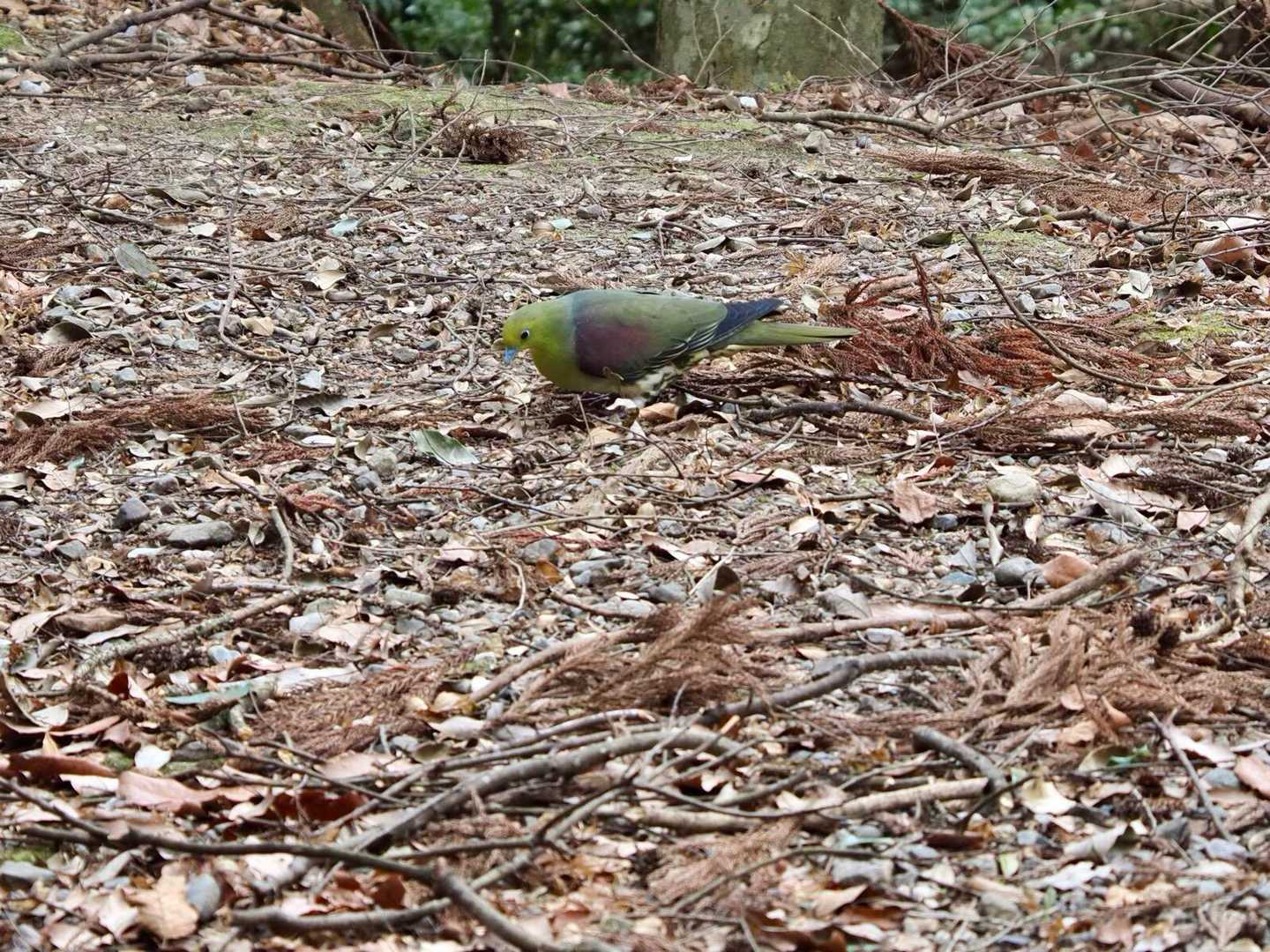 アオバト
綺麗な色やね💚