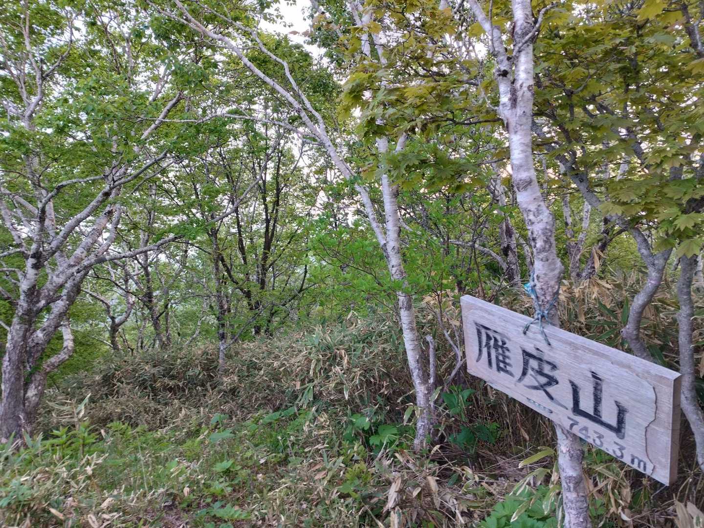雁皮山・蝦夷松山登り口-蝦夷松山-雁皮山 往復コースの写真