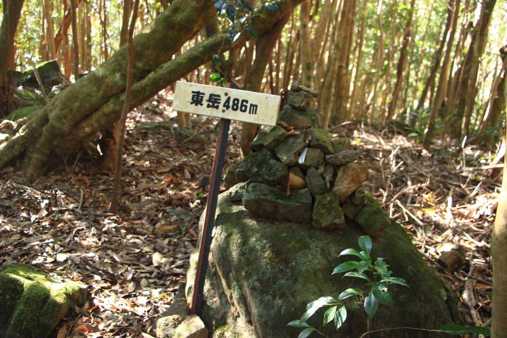 やっと東岳