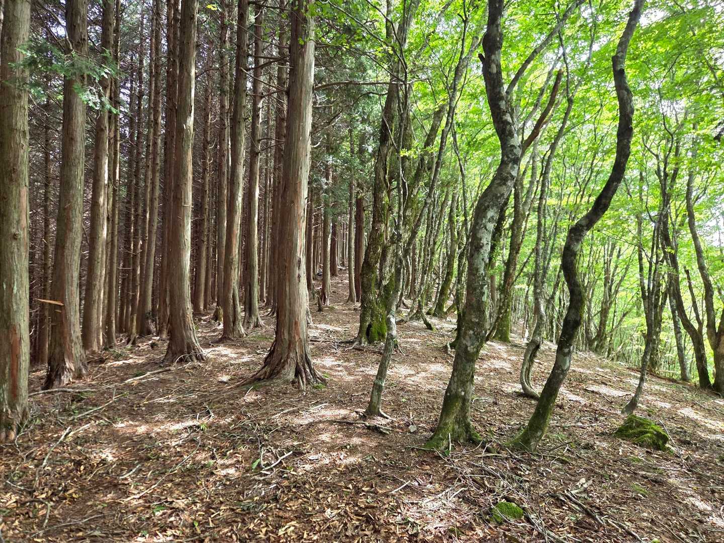懐かしい。
半分植林、半分自然林地帯の山頂周辺。