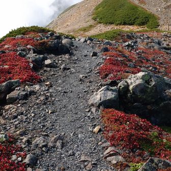 荒川前岳へのレッドカーペット。ただし山頂への道標には、立入禁止と書いてます