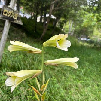 ウバユリ