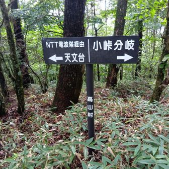 往路、子持山からドコモ子持無線中継所へ。
分岐。