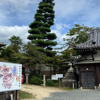 龍神の松
高〜い🌲