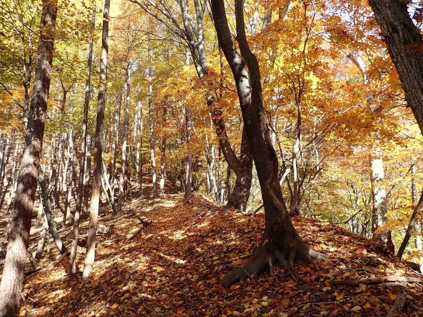 上も下も紅葉でいっぱい。