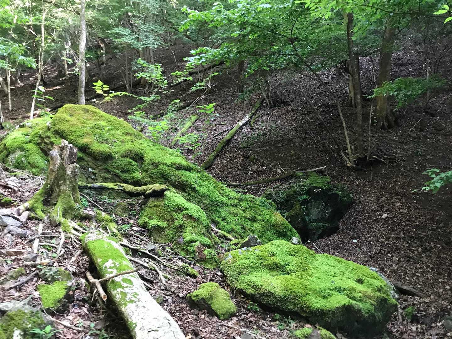 苔が綺麗💚