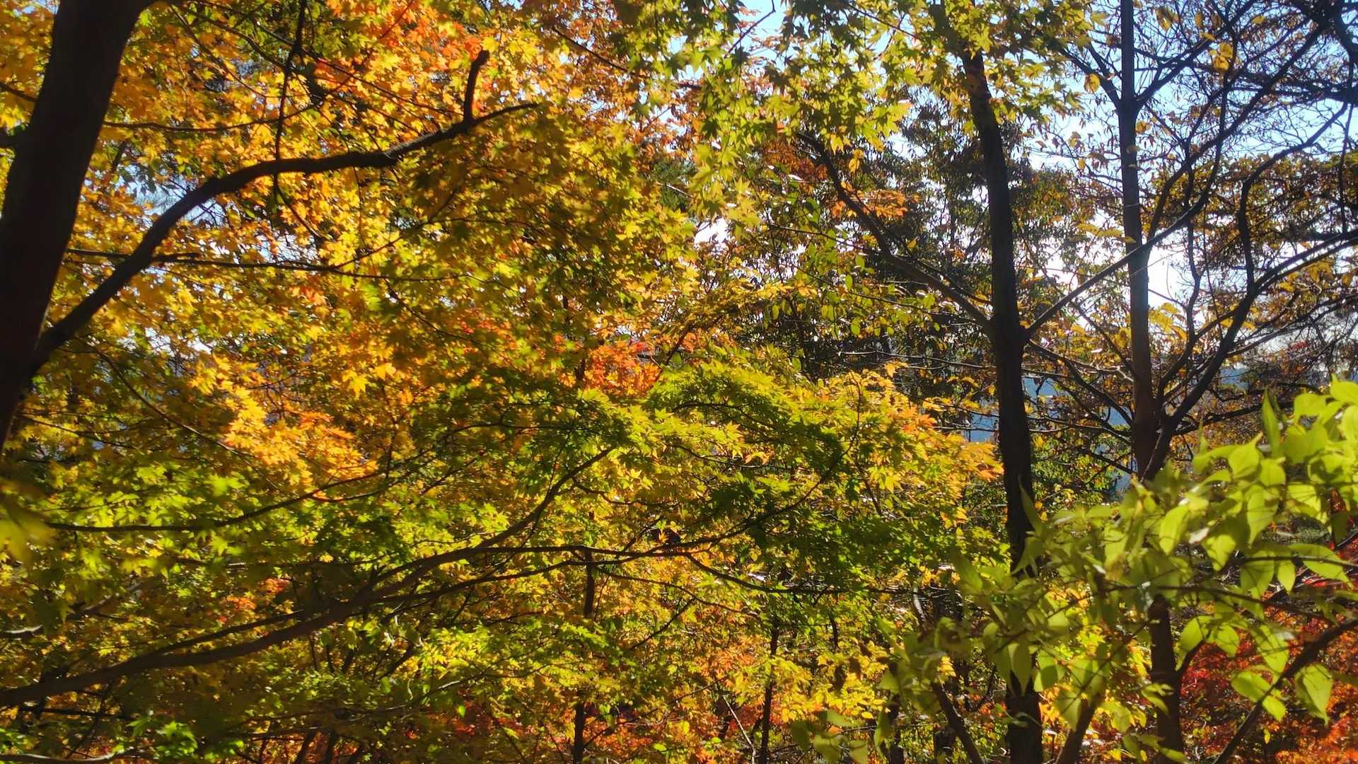 この辺りは 紅葉の見頃ですね