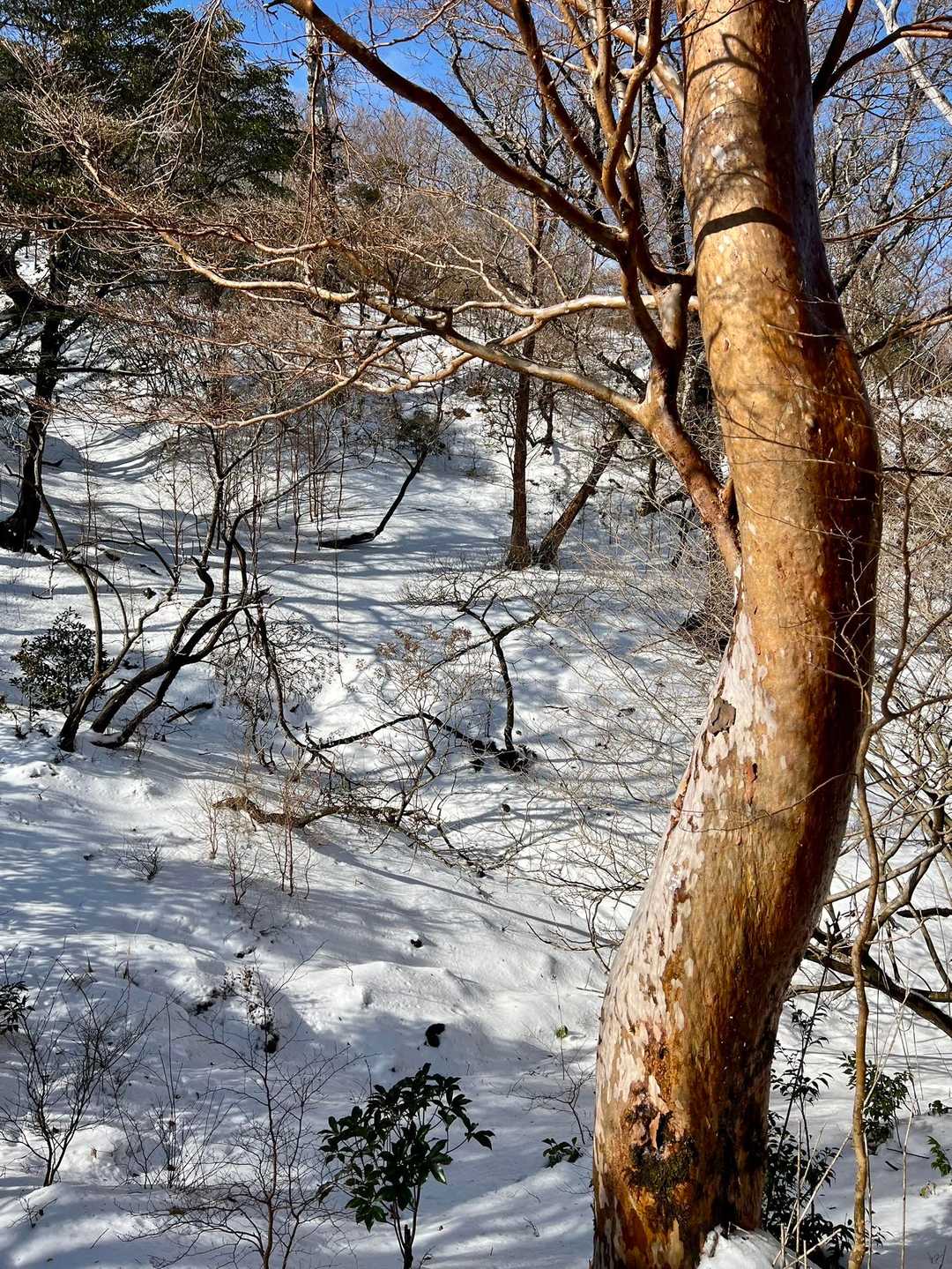 わー綺麗✨✨と言葉を失う
一面の雪❄️