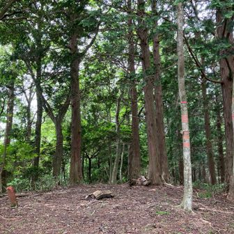 屋床峰に戻って来たところで、湖西市からお一人で来られた方と出会い、みつわ峰の途中まで一緒に。
