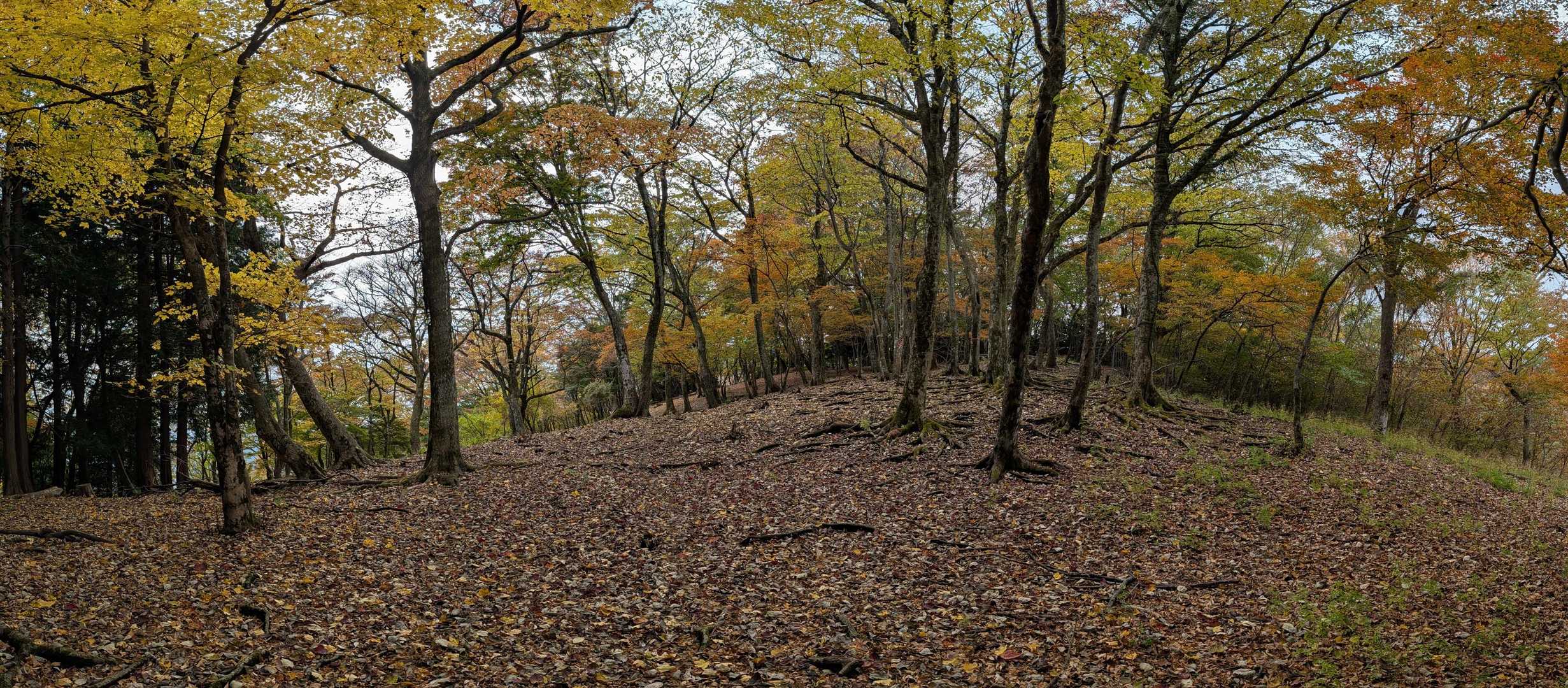 山頂付近は紅葉が奇麗