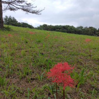 稲刈りの頃と思ったらもう結構咲いてる