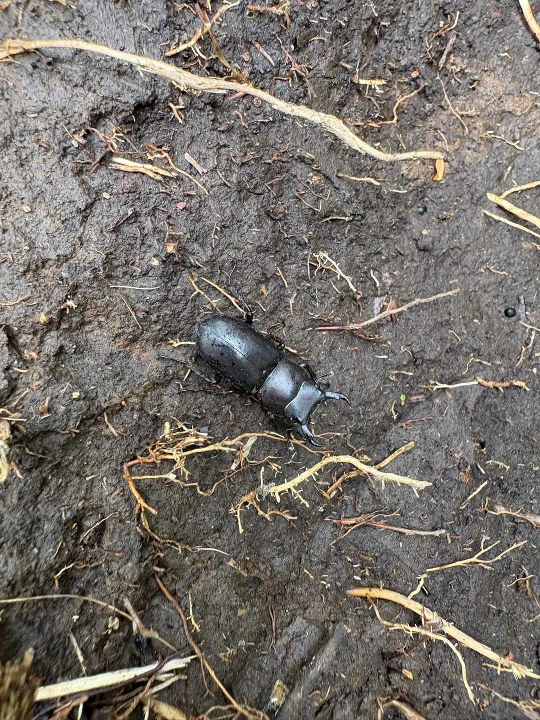 クワガタ落ちてました🤭