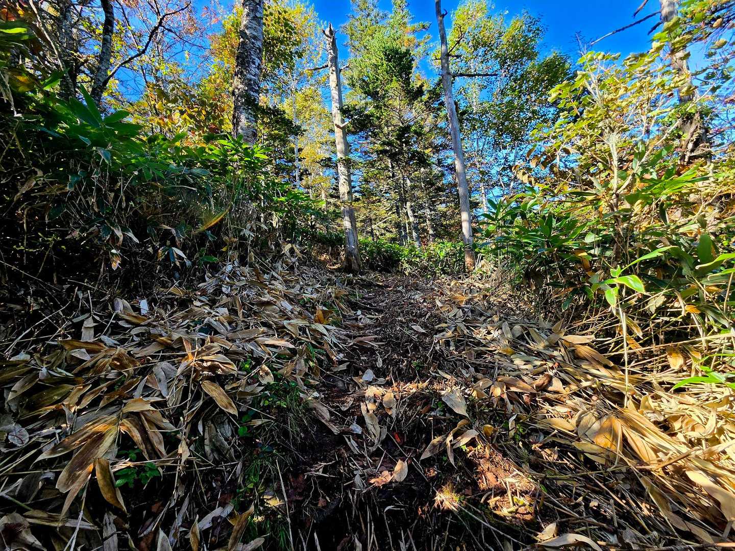 さて行きます🚶‍♀️
笹刈りがされていて、かなりありがたい