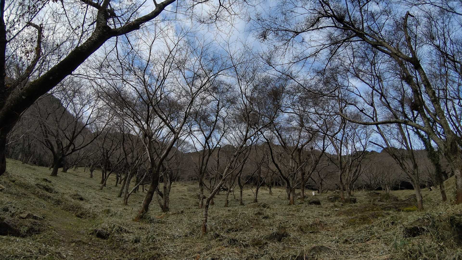 全部桜らし、花見に来よう