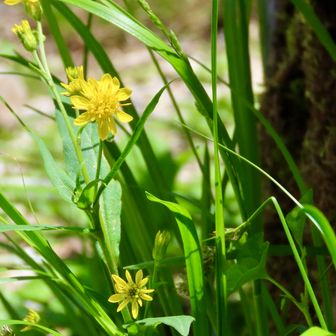 コウゾリナかな。
エゾノギシギシの横にいたので、この花を守ったことになるのかな。