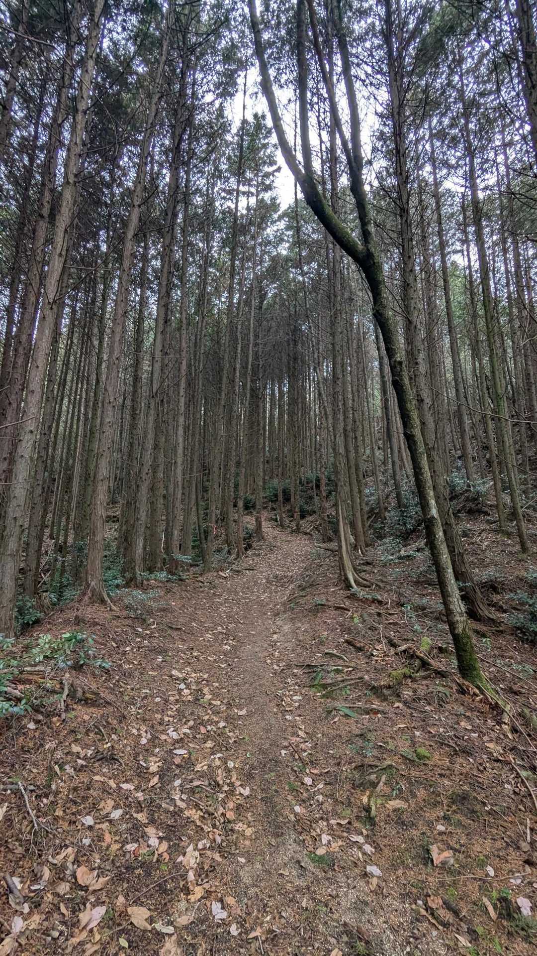 虛空蔵菩薩堂登り口-虚空蔵山 往復コースの写真