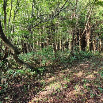 ⛰️井屋山
１度は気づかず通り過ぎちゃいました